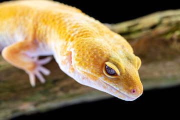 Leopard Gecko, eublepharis macularis, close up photograph on a wood log background