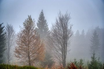 Trees lost in fog in autumn in mountains, Slovakia Mala Fatra