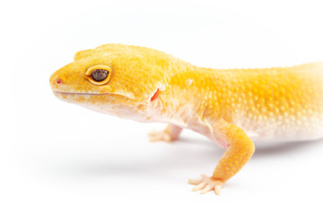 Leopard Gecko, eublepharis macularis, close up photograph on a plain white background
