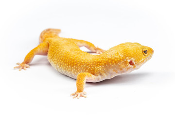 Leopard Gecko, eublepharis macularis, close up photograph on a plain white background