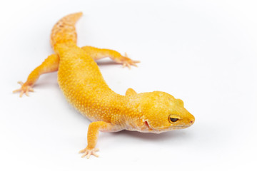 Leopard Gecko, eublepharis macularis, close up photograph on a plain white background