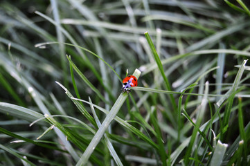 ladybird on grass