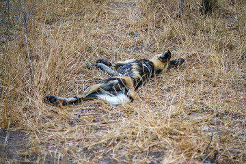 wild dogs in kruger national park, mpumalanga, south africa 1