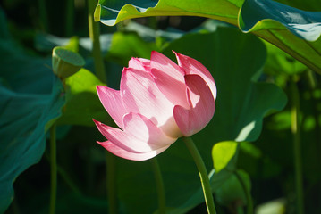 日の光を受けて輝くハスの花