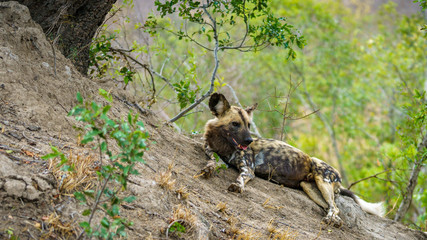 wild dogs in kruger national park, mpumalanga, south africa 3