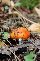 mushrooms in the forest