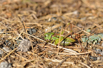 Wanstschrecke (Polysarcus denticauda)