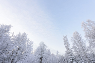 The forest has covered with heavy snow in winter season at Lapland, Finland.