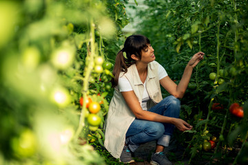 Naklejka na ściany i meble Female farmer working in greenhouse