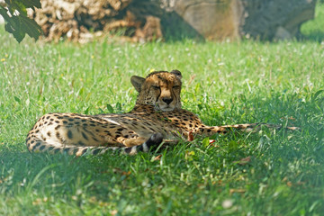 Cheetah (Acinonyx jubatus) relaxing in shade under tree