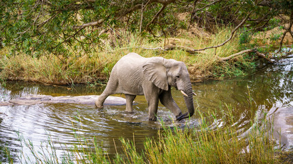 elephant in kruger national park, mpumalanga, south africa 29