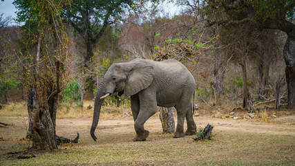 elephant in kruger national park, mpumalanga, south africa 36