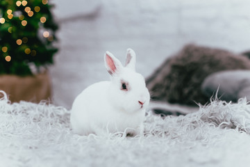 White rabbit on the background of the Christmas tree