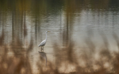 White crane running through the shallow water near the shore of a pond, blurred reed grass foreground, gloomy weather