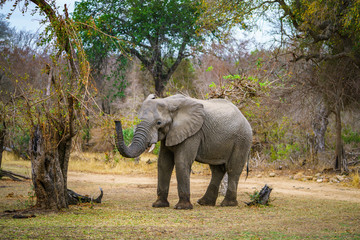 elephant in kruger national park, mpumalanga, south africa 63