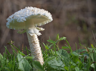 Amanita aka Saproamanita Vittadinii, mushroom. With morning dew.