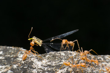 macro close up strong ant bite and carry food 