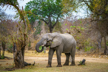 Fototapeta na wymiar elephant in kruger national park, mpumalanga, south africa 70