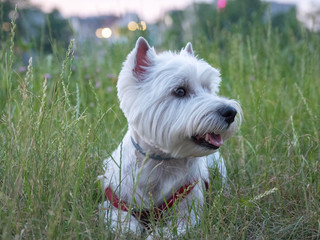 Super cute West highland white terrier on grass near river