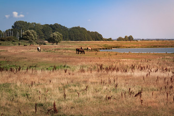 Fototapeta na wymiar Pferde in der Landschaft auf der Insel Hiddensee
