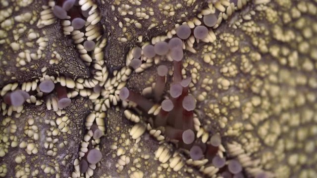 Macro tube feet on a starfish. Starfish attaching to aquarium glass using tube feet. Tube feet function in locomotion, feeding, and respiration. It in a starfish are arranged in grooves along the arms