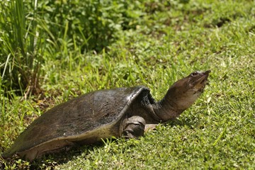 Fototapeta premium Soft Shelled Turtle, also called Florida Softshell Turtle (Apalone ferox) in Everglades national park. Turtle with green background. 