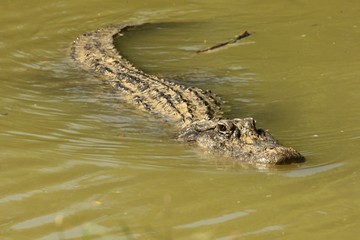 American alligator (Alligator mississippiensis) having a rest in the water. America alligator swimming in a river in Florida Everglades National park.