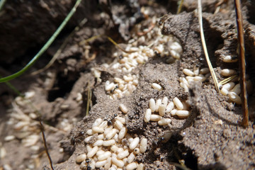 Aschgraue Sklavenameise mit Eiern