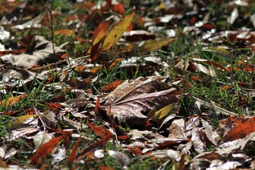 Leaf fall in the Sea garden of Varna (Bulgaria)