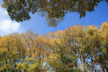 Tree branches with autumn leaves in the Park