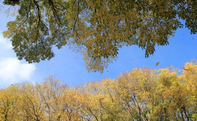 Fototapeta premium Tree branches with autumn leaves in the Park