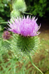 Carduus