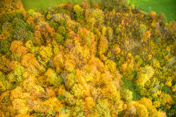 aerial shot of tree leaves stained in autumn colors