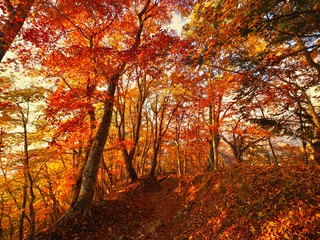 Fototapeta na wymiar Japanese Autumn Mountain Photography