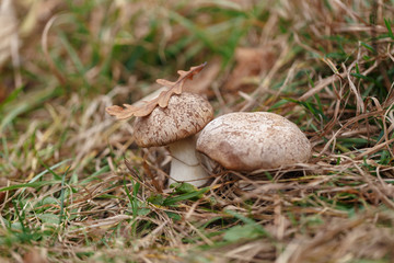 Tasty edible big mushroom in a beautiful autumn forest among moss and grass, close up