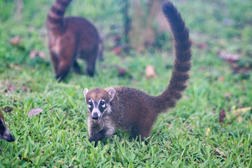Coati playing in grass in Mexico