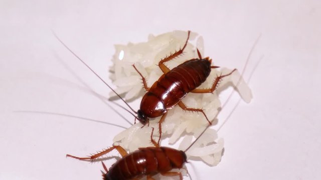 Two cockroaches eating rice on white background - macro shot