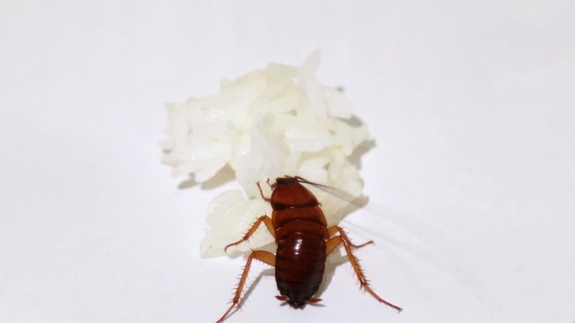 Cockroach eating rice on white background - macro shot