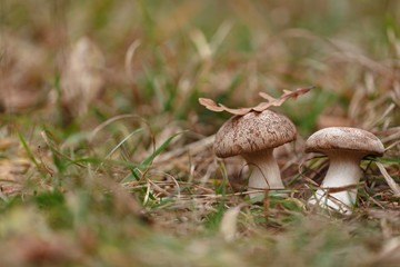 Tasty edible big mushroom in a beautiful autumn forest among moss and grass, close up