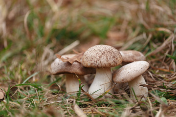 Tasty edible big mushroom in a beautiful autumn forest among moss and grass, close up