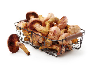 boletus mushrooms on white background