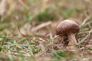 Tasty edible big mushroom in a beautiful autumn forest among moss and grass, close up