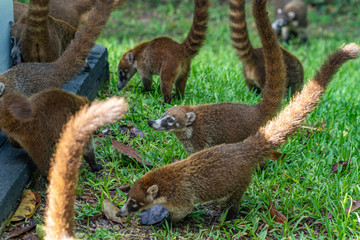 Coatis searching for food in grass in Mexico