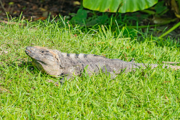 Black Iguana lying in Grass in Mexico
