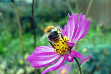 Ackerhummel an Schmuckkörbchen