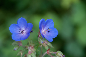 blue flower from Bali