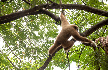 Gibbons sauvages à mains blanches dans la forêt équatoriale, portraits et marche