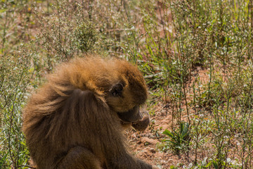 papiones enjoying in their territory