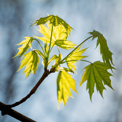 branch of tree with green leaves on blue sky