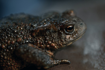 frog in pond sweden